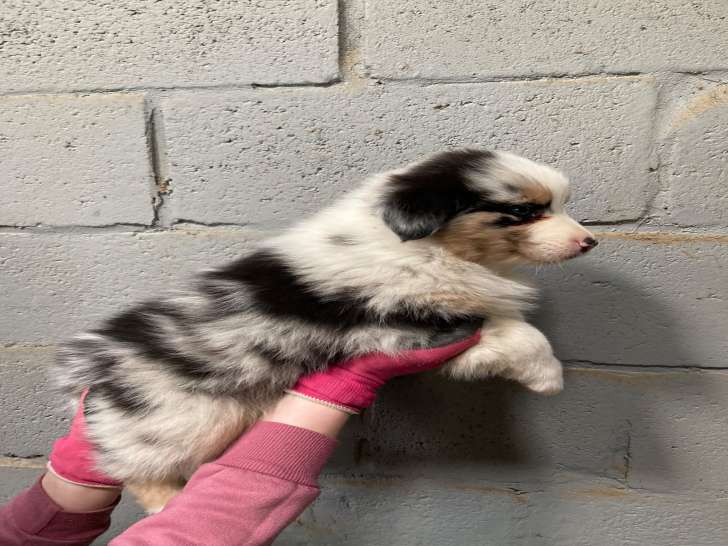 Chiots Bergers Australiens à réserver