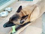 Adorable Malinois de 3 ans à donner