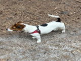 Mâle Jack Russell disponible pour saillie