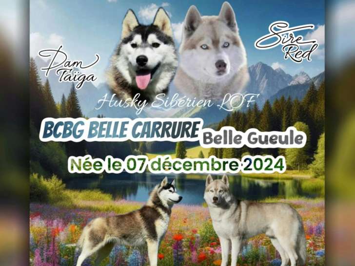 Superbes chiots Husky à vendre
