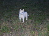 Superbes chiots Husky à vendre