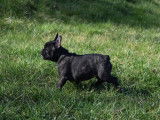 Splendides chiots Bouledogues Français LOF à vendre