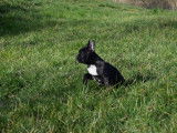 Splendides chiots Bouledogues Français LOF à vendre