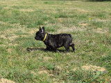 Splendides chiots Bouledogues Français LOF à vendre