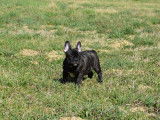 Splendides chiots Bouledogues Français LOF à vendre