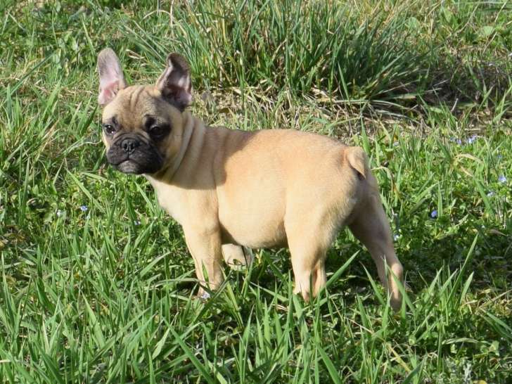Mâle Bouledogue Français bringé à vendre