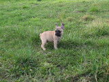 Mâle Bouledogue Français bringé à vendre