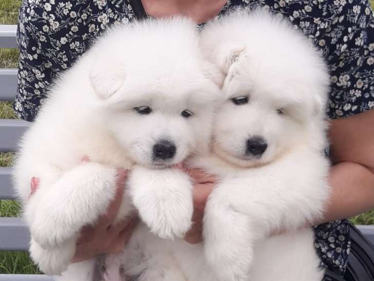 Fantastiques chiots Samoyède LOF à vendre