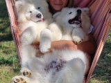 Fantastiques chiots Samoyède LOF à vendre