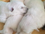 Chiots Berger Blanc Suisse à vendre