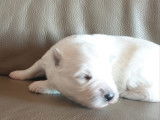 Chiots Berger Blanc Suisse à vendre