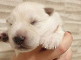 Chiots Berger Blanc Suisse à vendre