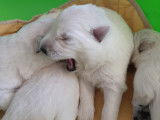 Chiots Berger Blanc Suisse à vendre