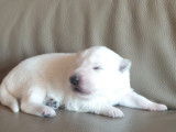 Chiots Berger Blanc Suisse à vendre