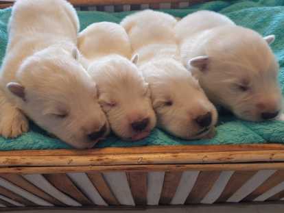 Chiots Berger Blanc Suisse à vendre