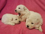 Chiots Berger Blanc Suisse à vendre
