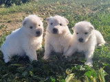 Chiots Berger Blanc Suisse à vendre