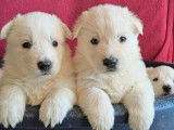 Chiots Berger Blanc Suisse à vendre