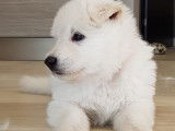 Chiots Berger Blanc Suisse à vendre