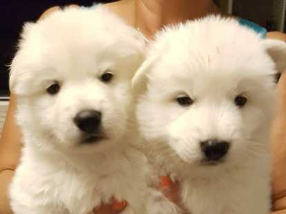 Chiots Berger Blanc Suisse à vendre
