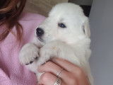 Chiots Berger Blanc Suisse à vendre