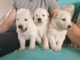 Chiots Berger Blanc Suisse à vendre