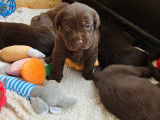 Chiots Labrador Retriever à vendre