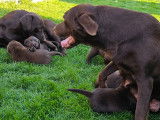 Chiots Labrador Retriever à vendre