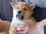 Chiot Shiba Inu LOF à vendre