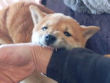Chiot Shiba Inu LOF à vendre