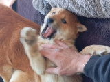 Chiot Shiba Inu LOF à vendre