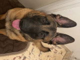 Chien Malinois de 1 an à donner
