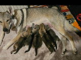 Chiots Chien Loup Tchécoslovaque LOF à vendre