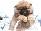 Superbes chiots spitz allemands ou  Loulou de Poméranie