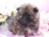 Superbes chiots spitz allemands ou  Loulou de Poméranie