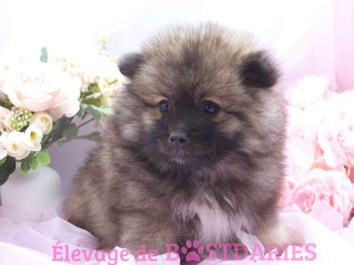 Superbes chiots spitz allemands ou  Loulou de Poméranie
