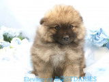 Superbes chiots spitz allemands ou  Loulou de Poméranie