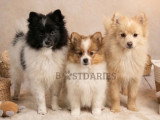Superbes chiots spitz allemands ou  Loulou de Poméranie