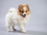 Superbes chiots spitz allemands ou  Loulou de Poméranie