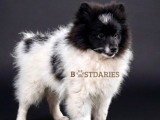Superbes chiots spitz allemands ou  Loulou de Poméranie