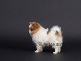 Superbes chiots spitz allemands ou  Loulou de Poméranie