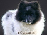 Superbes chiots spitz allemands ou  Loulou de Poméranie