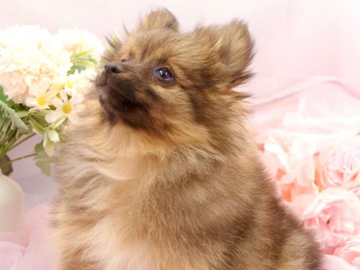 Superbes chiots Loulou de Poméranie fauve orangé à vendre