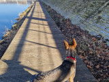 Chiot Malinois croisé Staff à donner