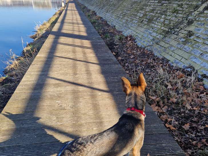 Chiot Malinois croisé Staff à donner