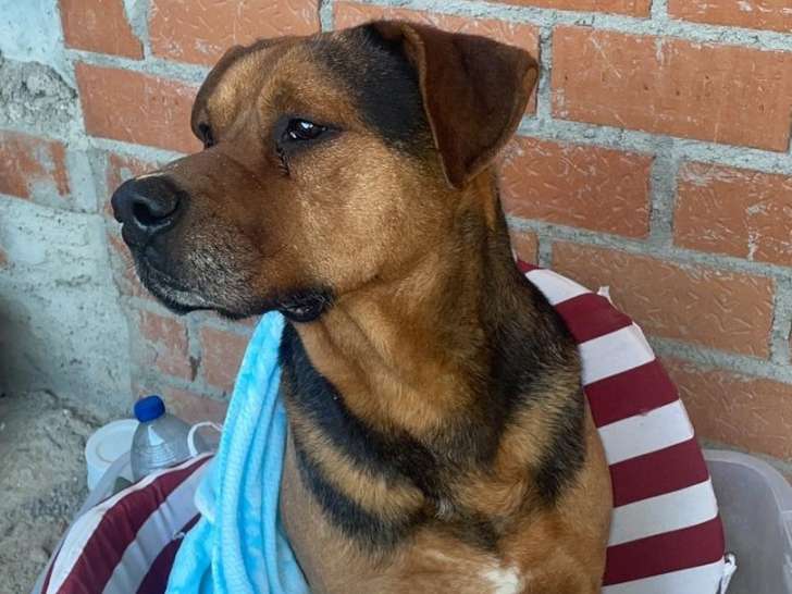 Kuma un chien parfait à adopter