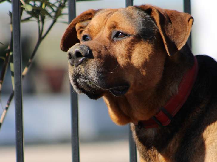 Kuma un chien parfait à adopter