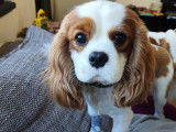 Mâle Cavalier King Charles Spaniel blenheim disponible pour saillie