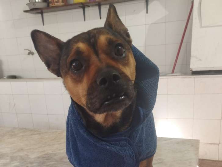 Tous, beau petit chien très affectueux et obéissant à adopter