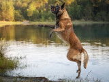 Mâle Malinois LOF disponible pour saillie